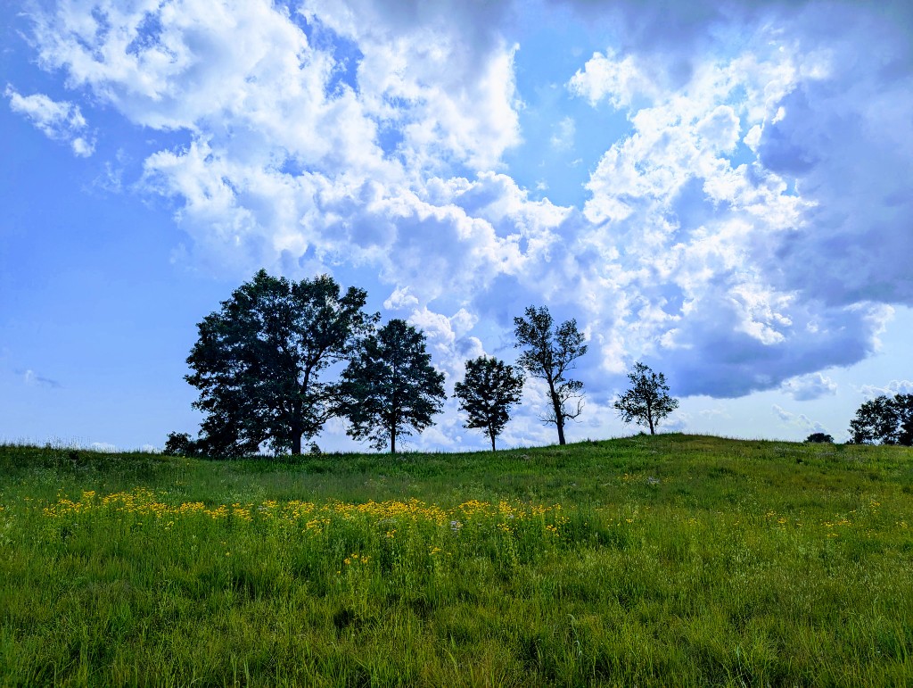 Green meadow with yellow wildflowers and trees on a ridge under a blue sky — Michigan nature trail